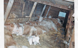 008 - arbeitsplatz im stall